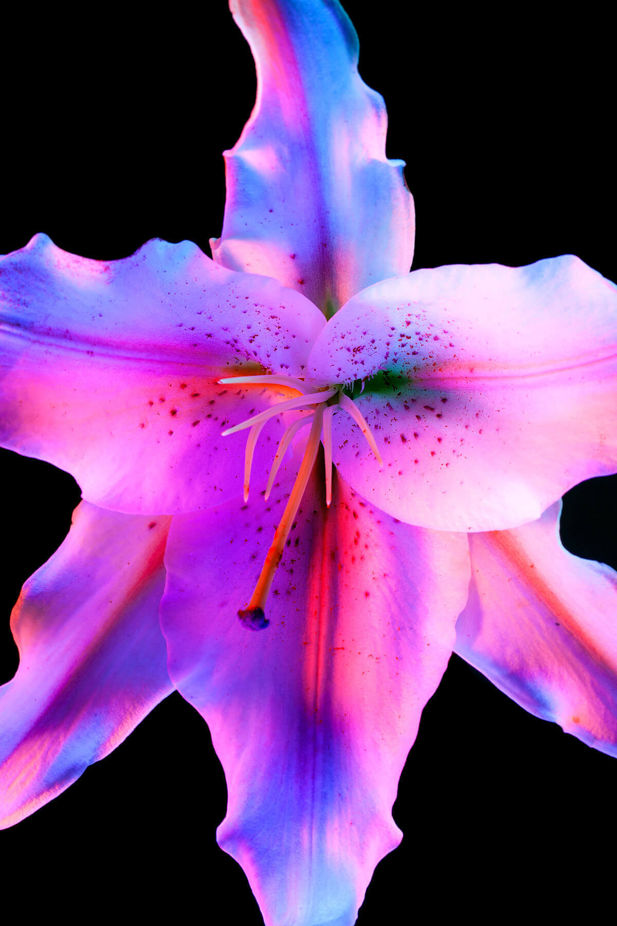 Психоделические фотографии цветов от Мэгги Уэст