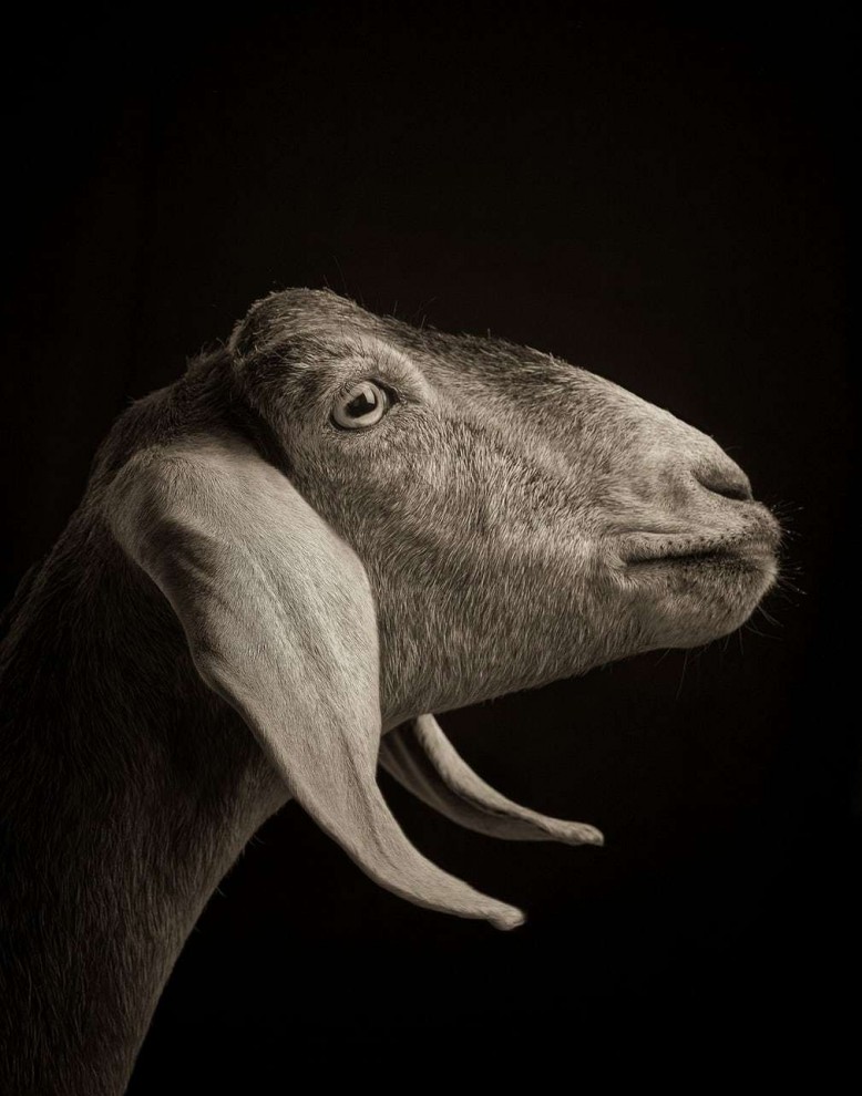 Удивительные студийные портреты коз от Кевина Хорана