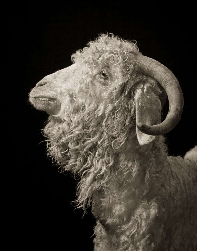 Удивительные студийные портреты коз от Кевина Хорана