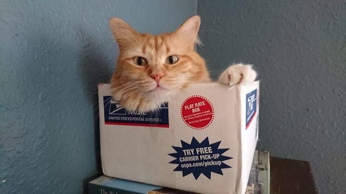 Кошки любят погружаться в коробки и другие емкости