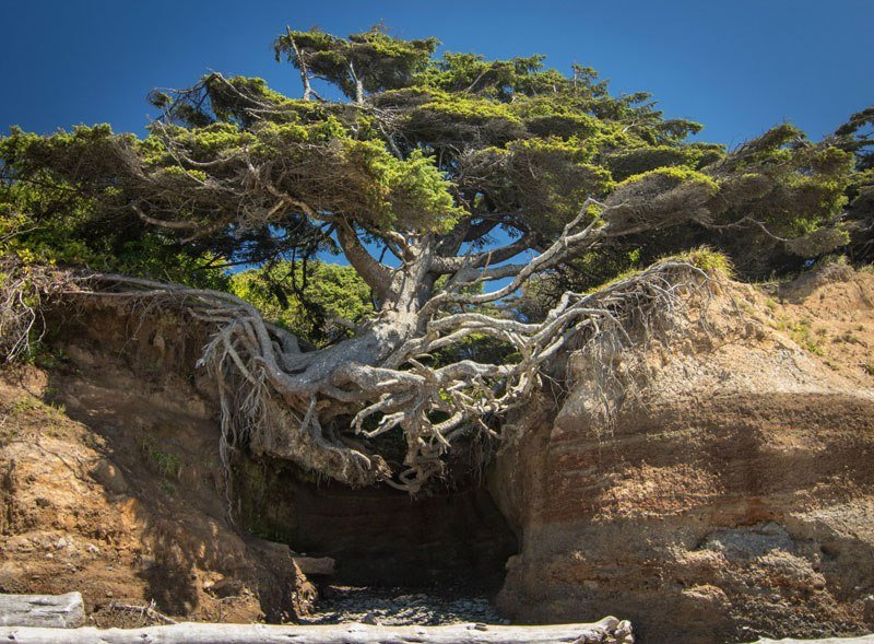 10 потрясающих деревьев с невероятной волей к жизни
