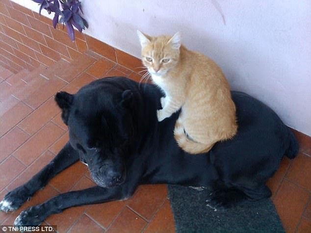 Коты используют собак вместо подушки