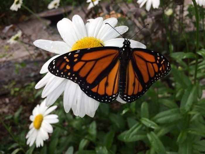 Жизненный цикл бабочки монарха