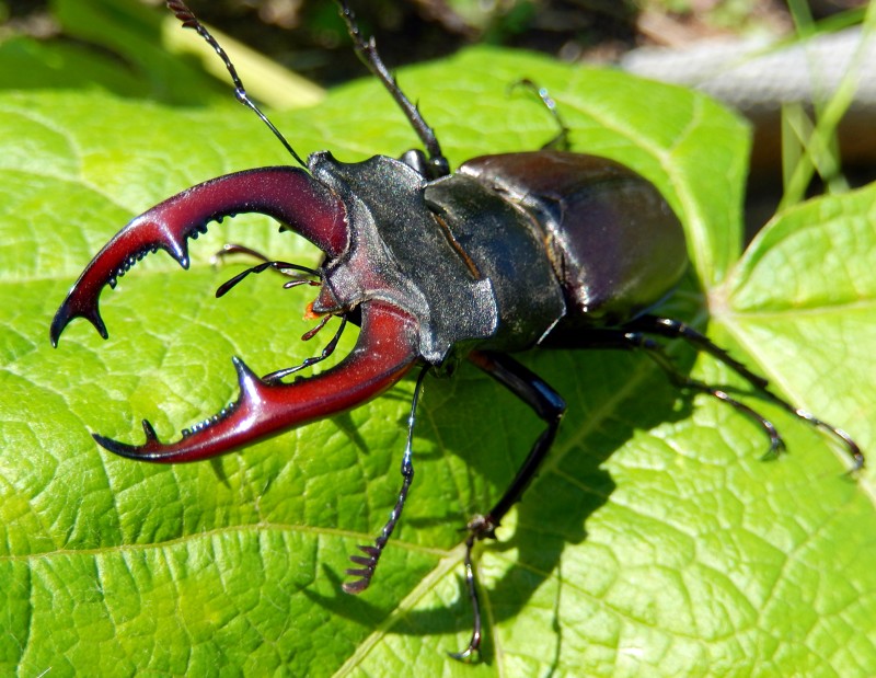 Большие жуки и другие насекомые-гиганты