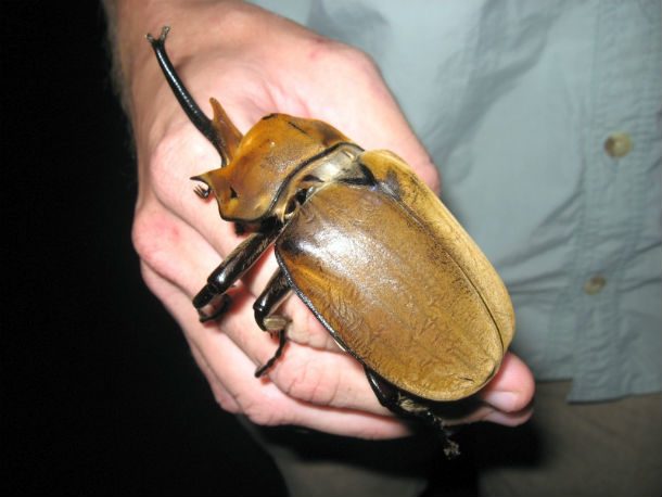 Большие жуки и другие насекомые-гиганты