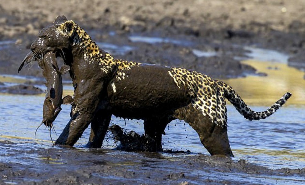С трудом леопард выловил рыбку из пруда