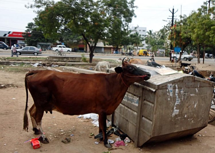 Как бездомные коровы стали проблемой в Индии