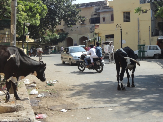 Как бездомные коровы стали проблемой в Индии