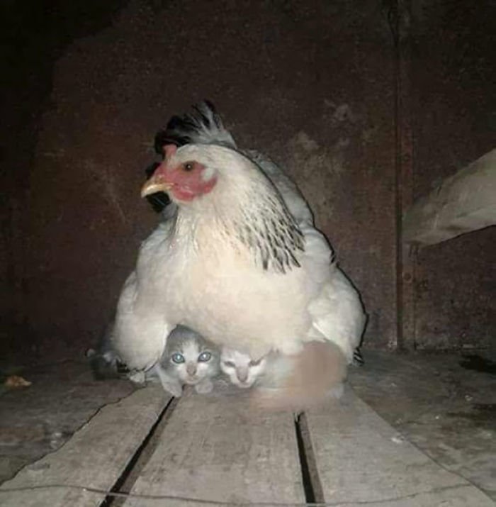 Курицы — самые заботливые мамы в животном мире