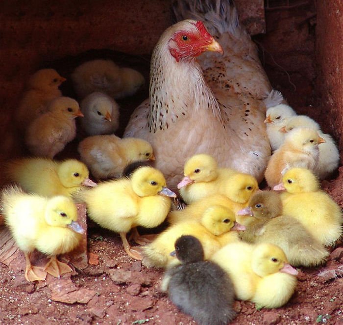 Курицы — самые заботливые мамы в животном мире
