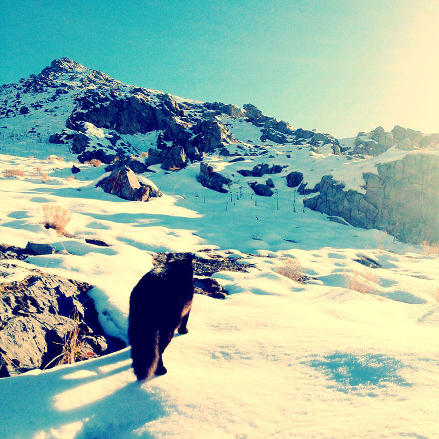 Кошка-альпинистка ходит в горы со своим хозяином