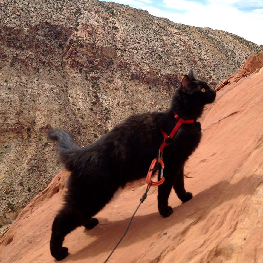 Кошка-альпинистка ходит в горы со своим хозяином