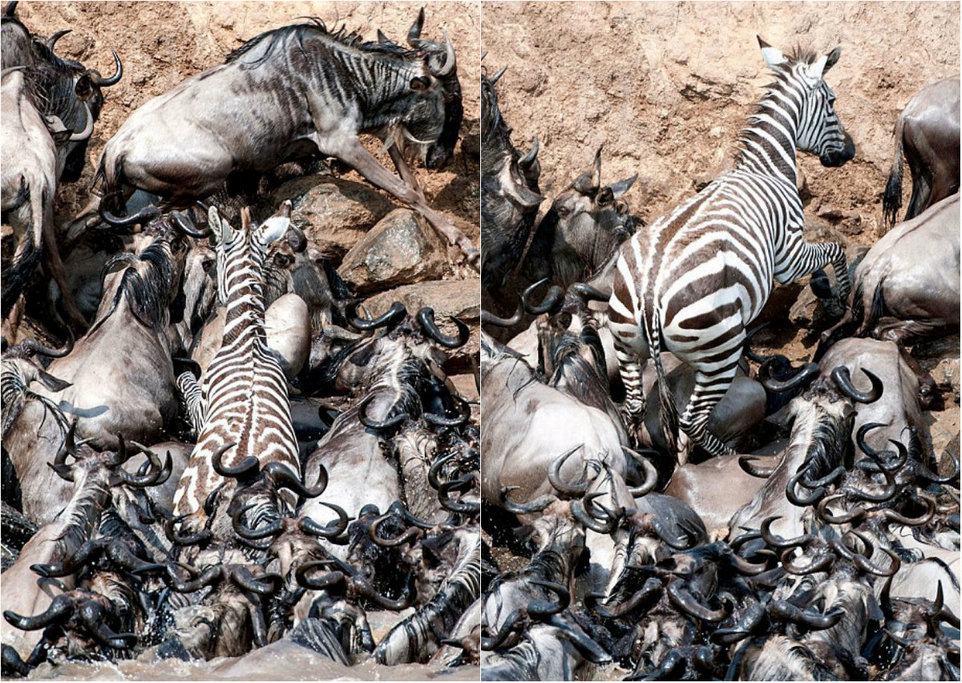 Миграции антилоп и зебр в Кении