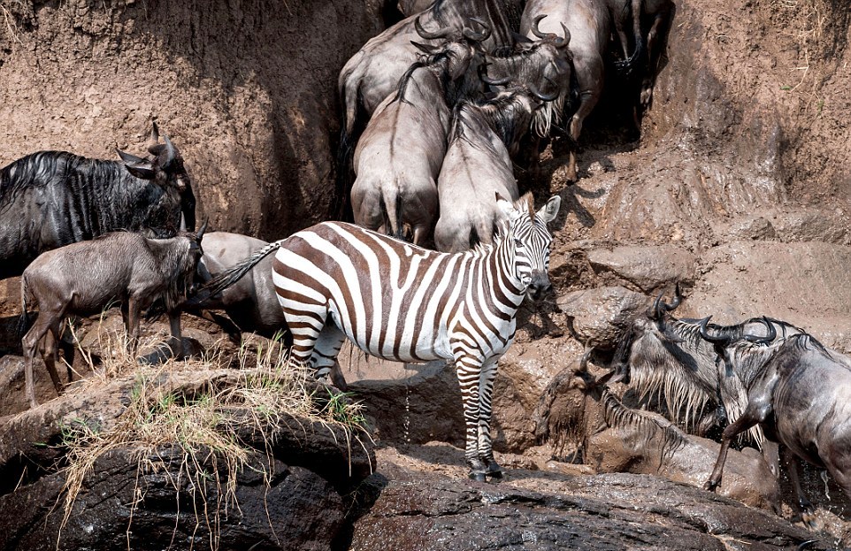 Миграции антилоп и зебр в Кении