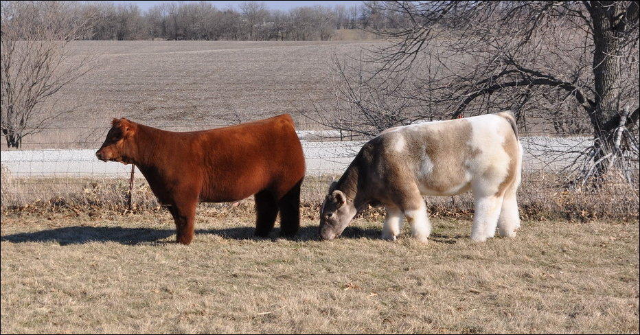 Плюшевые коровы из Айовы