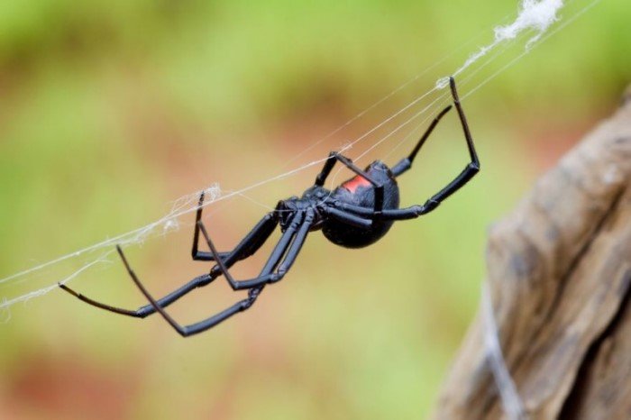 Пять самых опасных пауков на планете