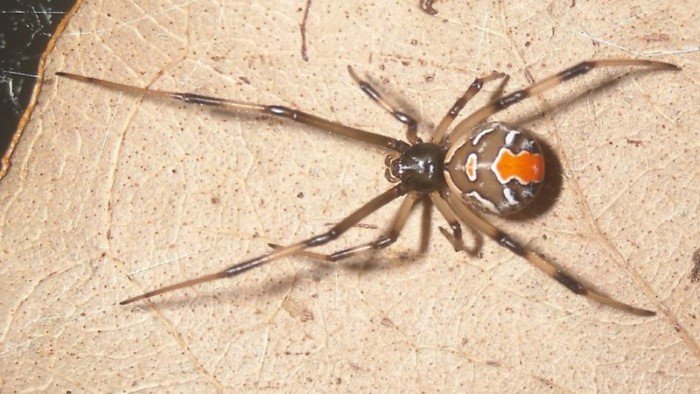 Пять самых опасных пауков на планете