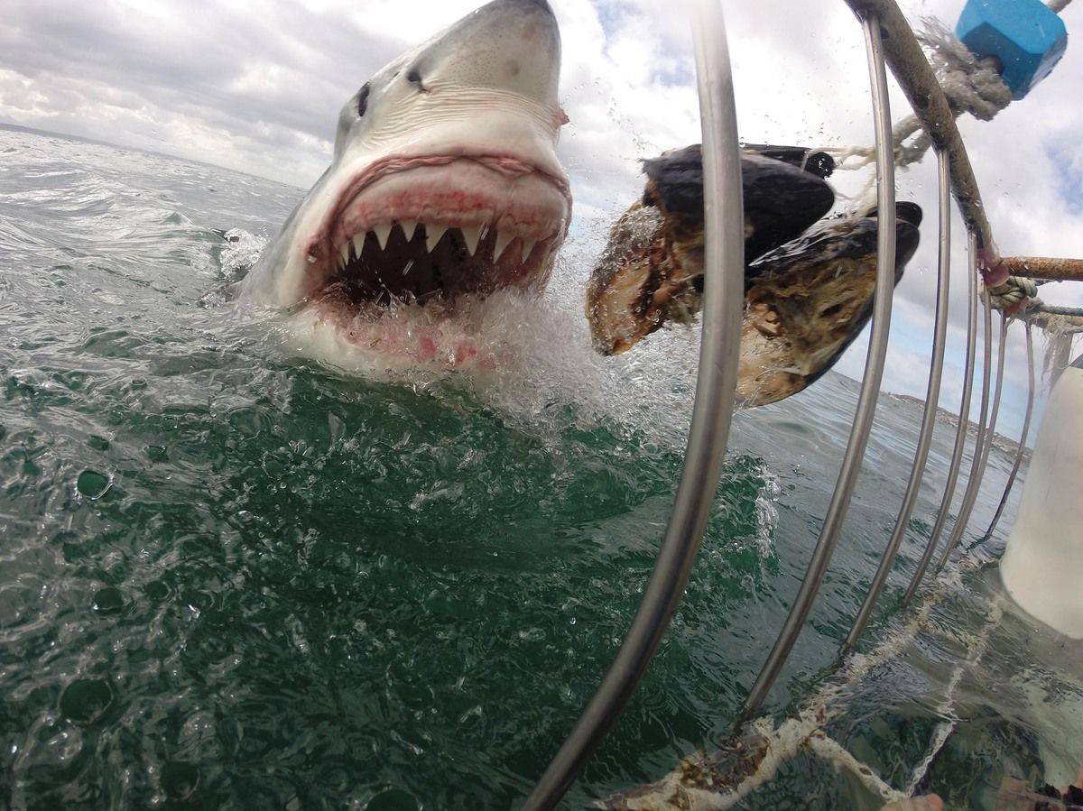 Удачные кадры с акулой