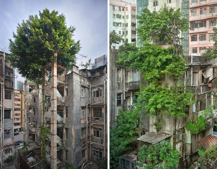 50 деревьев с непреодолимым желанием жить
