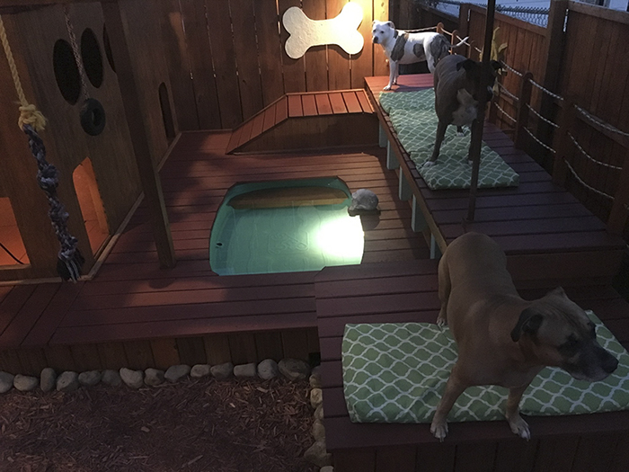 Игровая площадка с мини-бассейном для собак