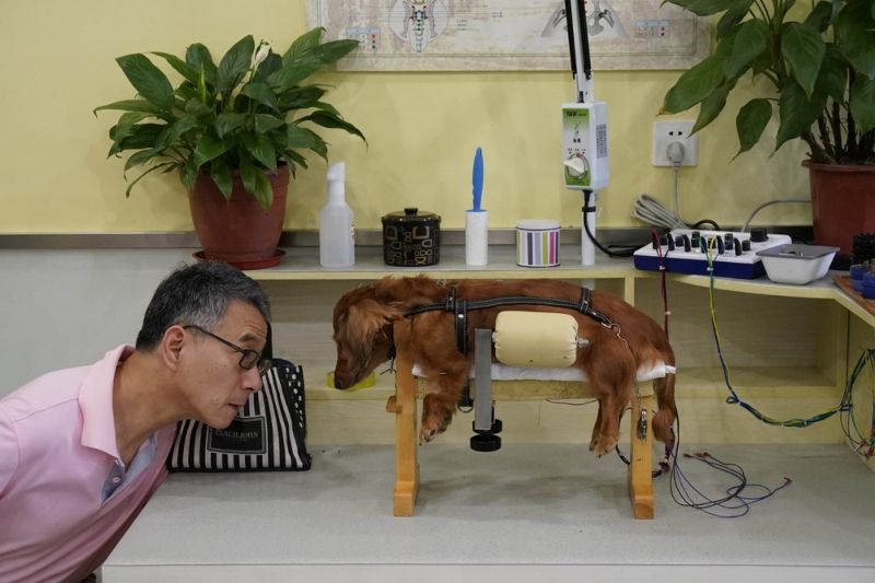 В китайском центре домашних животных лечат иглоукалыванием и прижиганием