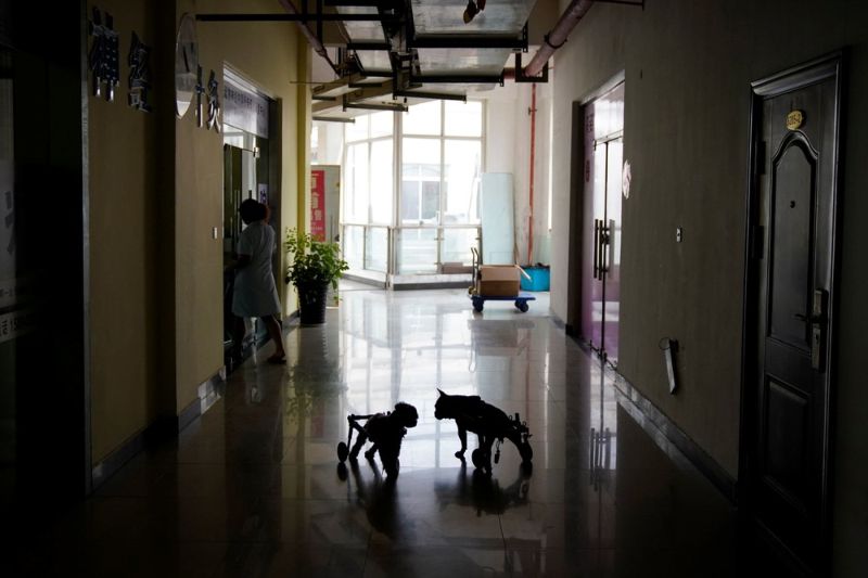 В китайском центре домашних животных лечат иглоукалыванием и прижиганием