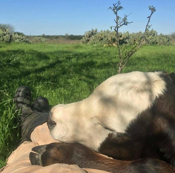 Коровы — это просто большие собаки