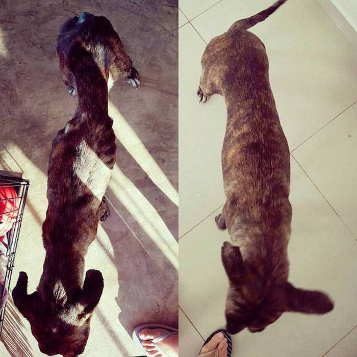 Животные, которых приютили: до и после