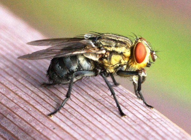 Самые надоедливые насекомые на Земле