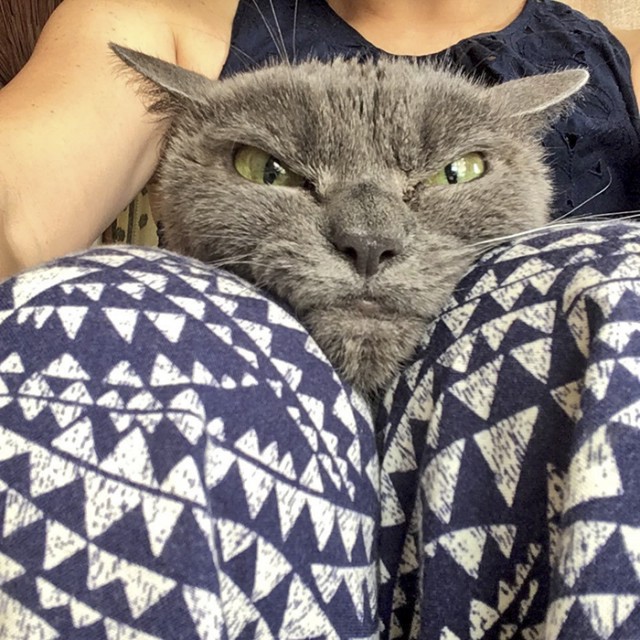 Недовольная японская кошка по кличке Шамо
