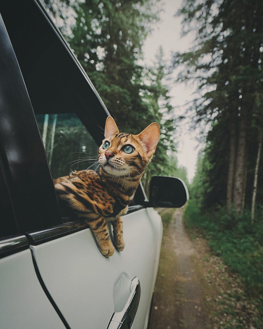 Бенгальская кошка Suki, которая любит путешествовать