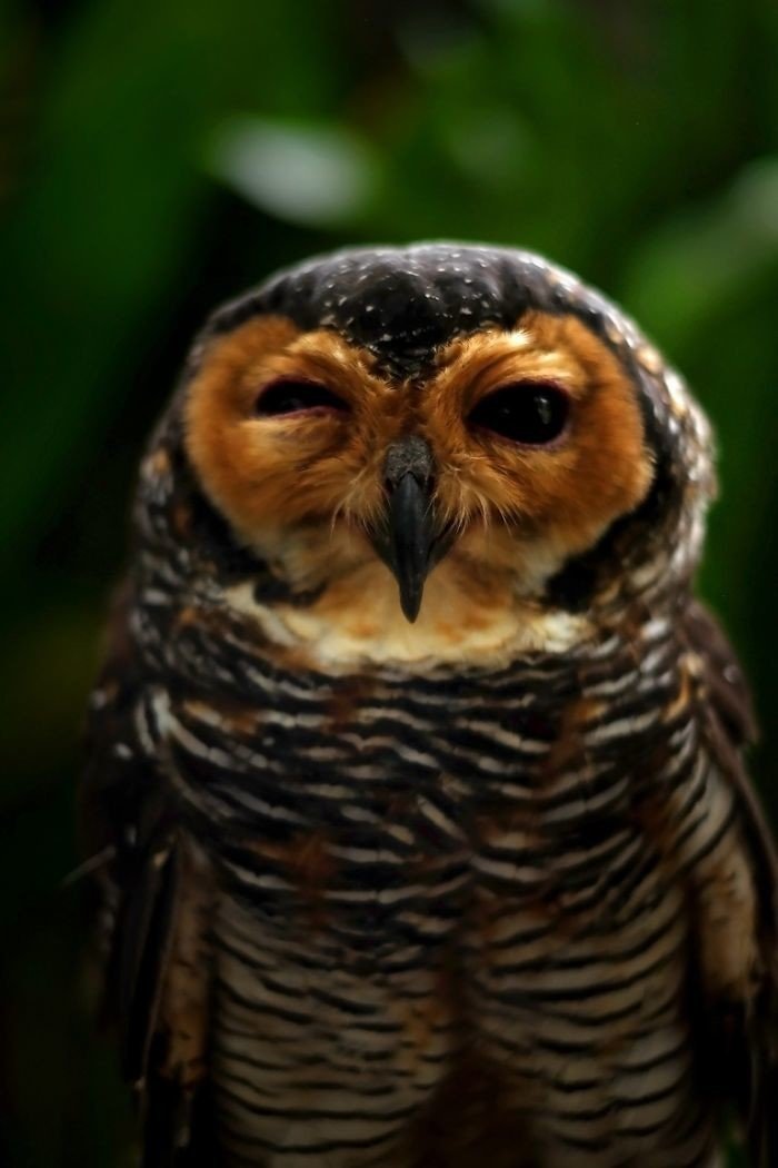 Мудрые и красивые совы в объективе малазийского фотографа