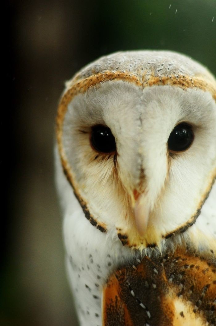 Мудрые и красивые совы в объективе малазийского фотографа