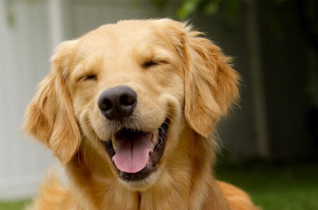 Улыбчивые собаки заряжают позитивом