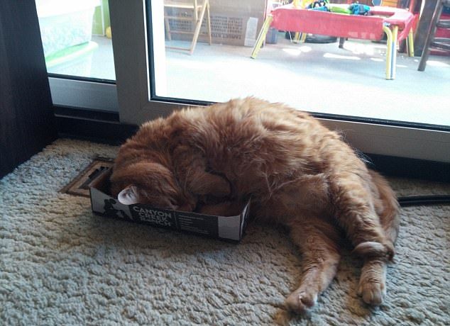 Коты умеют спать в самых неудобных местах