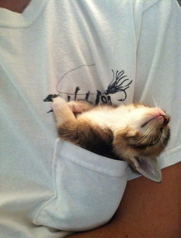 Коти вміють спати у найнезручніших місцях (ФОТО)