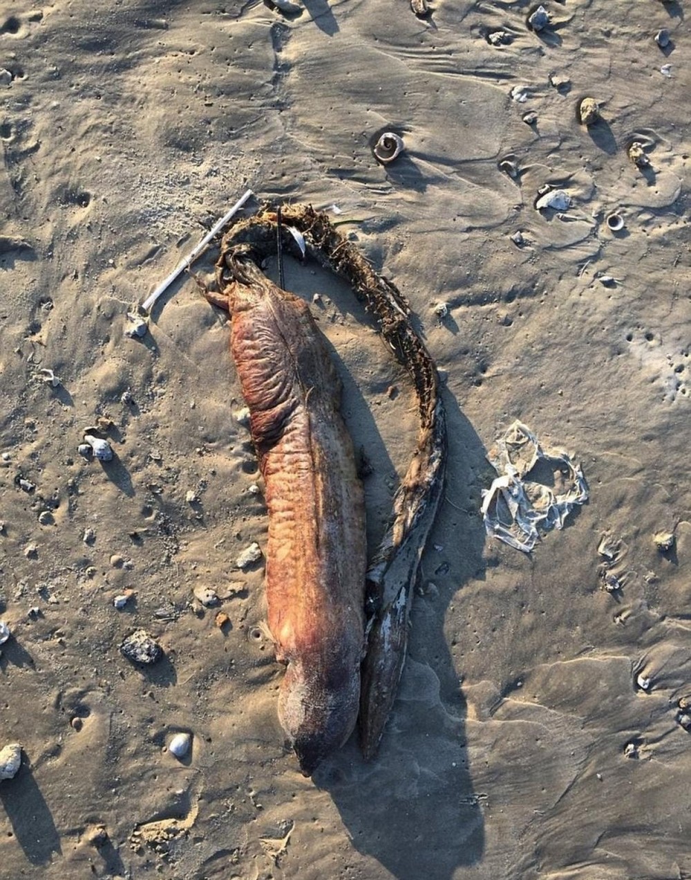Странное существо выбросило на пляж в Техасе после урагана Харви