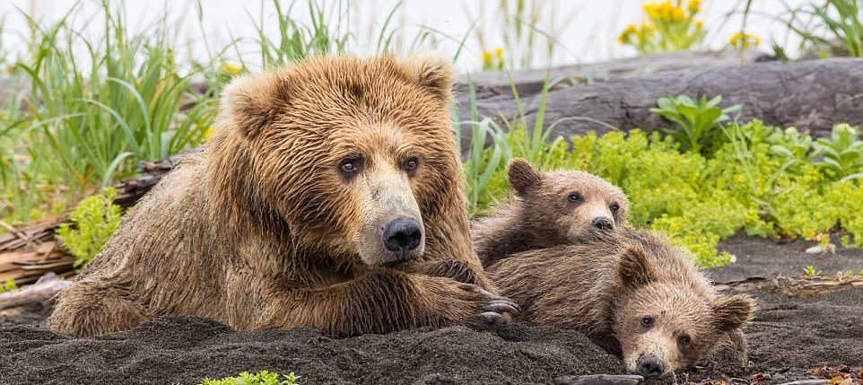 Мать-медведица защитила медвежат от незваного гостя