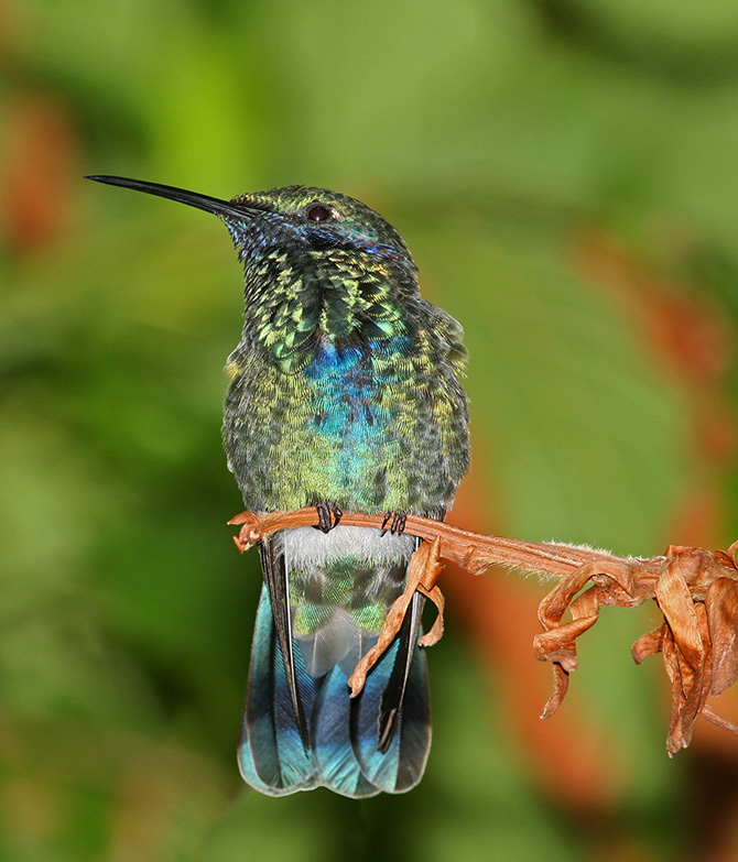 Самые красивые виды колибри