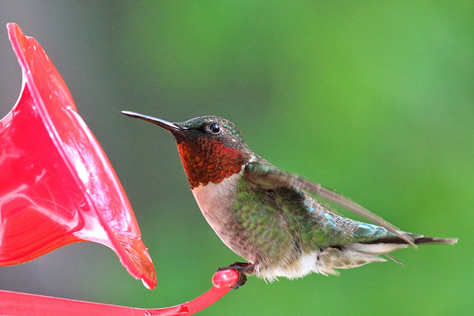 Самые красивые виды колибри