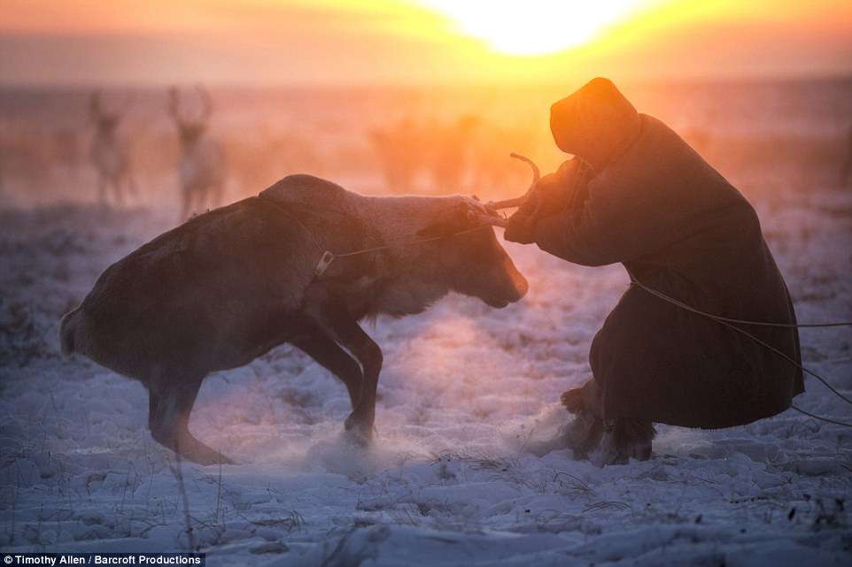 Ежегодная миграция оленей на севере России
