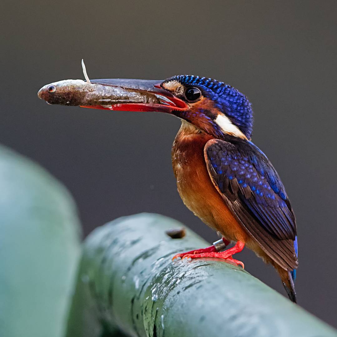 Удивительные птицы от Джонсона Чуа