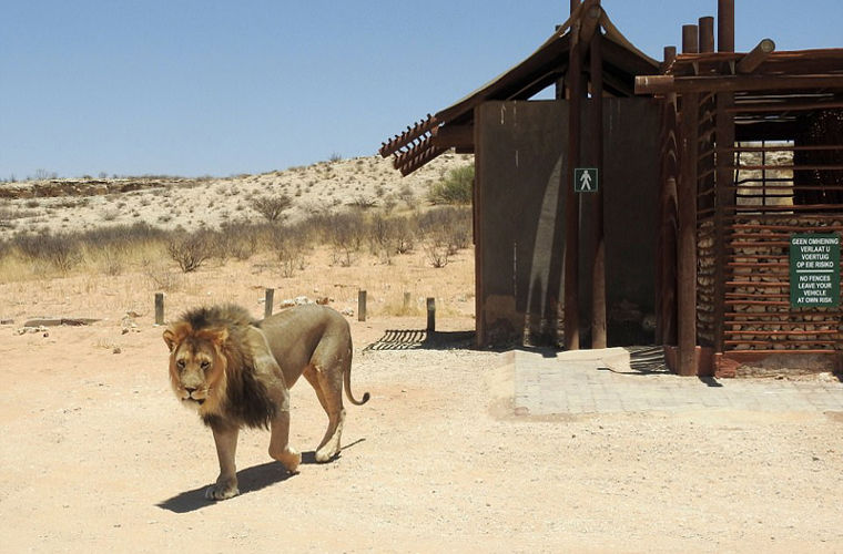 В Африке король зверей не пустил туристов в туалет