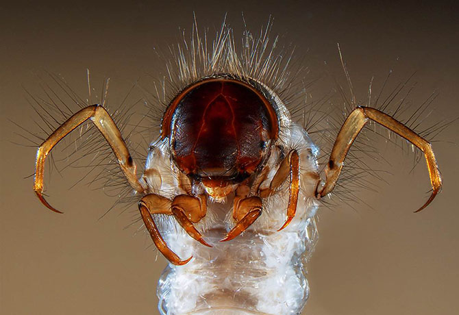 Красочные фотографии живых организмов под микроскопом