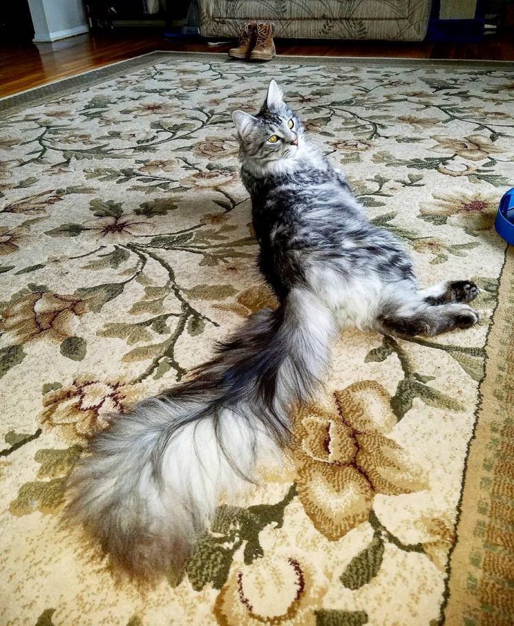 Домашний кот с самым длинными в мире хвостом