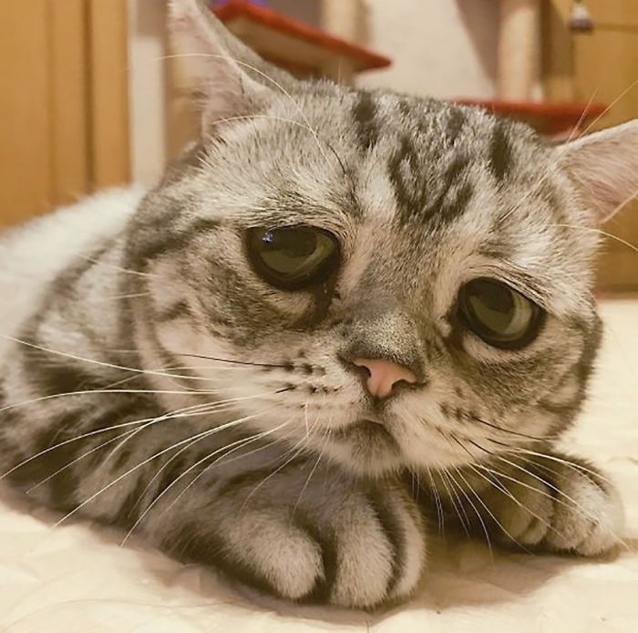 Луху - самая грустная кошка