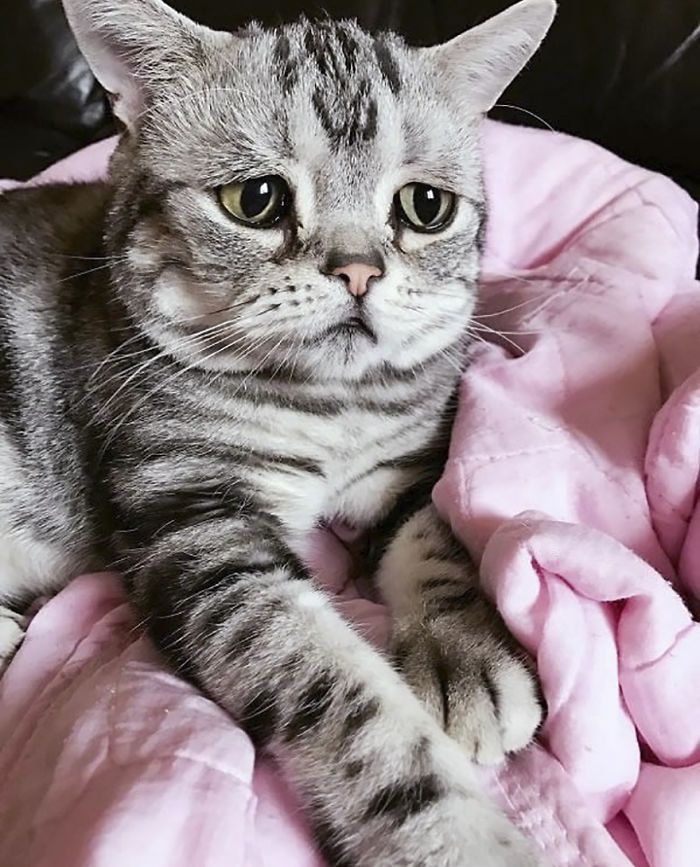 Луху - самая грустная кошка