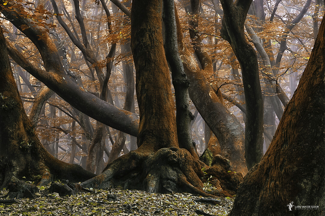 Волшебство природы на снимках Ларса ван де Гура