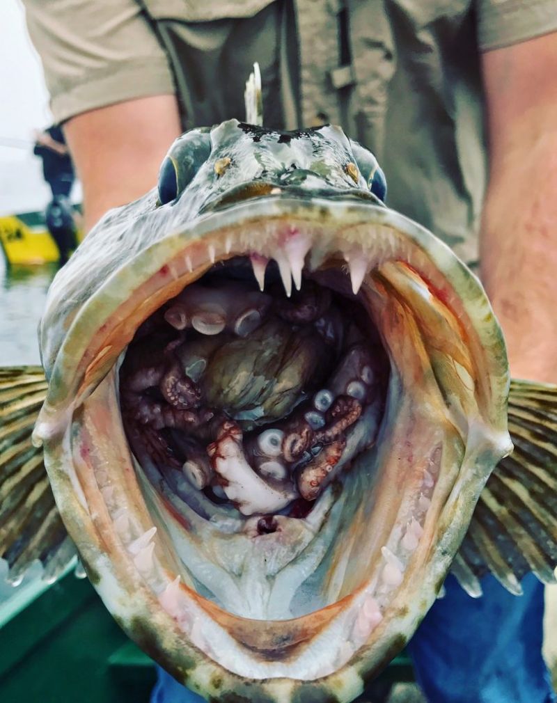 Рыбак поймал зубастого терпуга с бонусом внутри