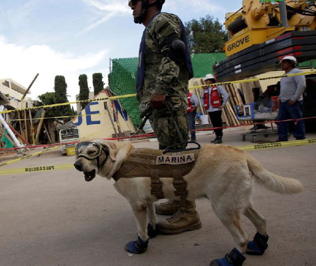 Десятки спасенных жизней сделали собаку национальным героем Мексики